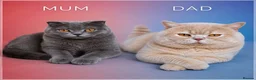 Scottish Fold cats for sale: TICA Vaccinated&Ready  toLeave SCOTTISH FOLD  - Advert 9