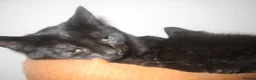 British Shorthair cats for sale: 🐾 Adorable, Playful Bonded Black Kittens🐾 - Advert 3