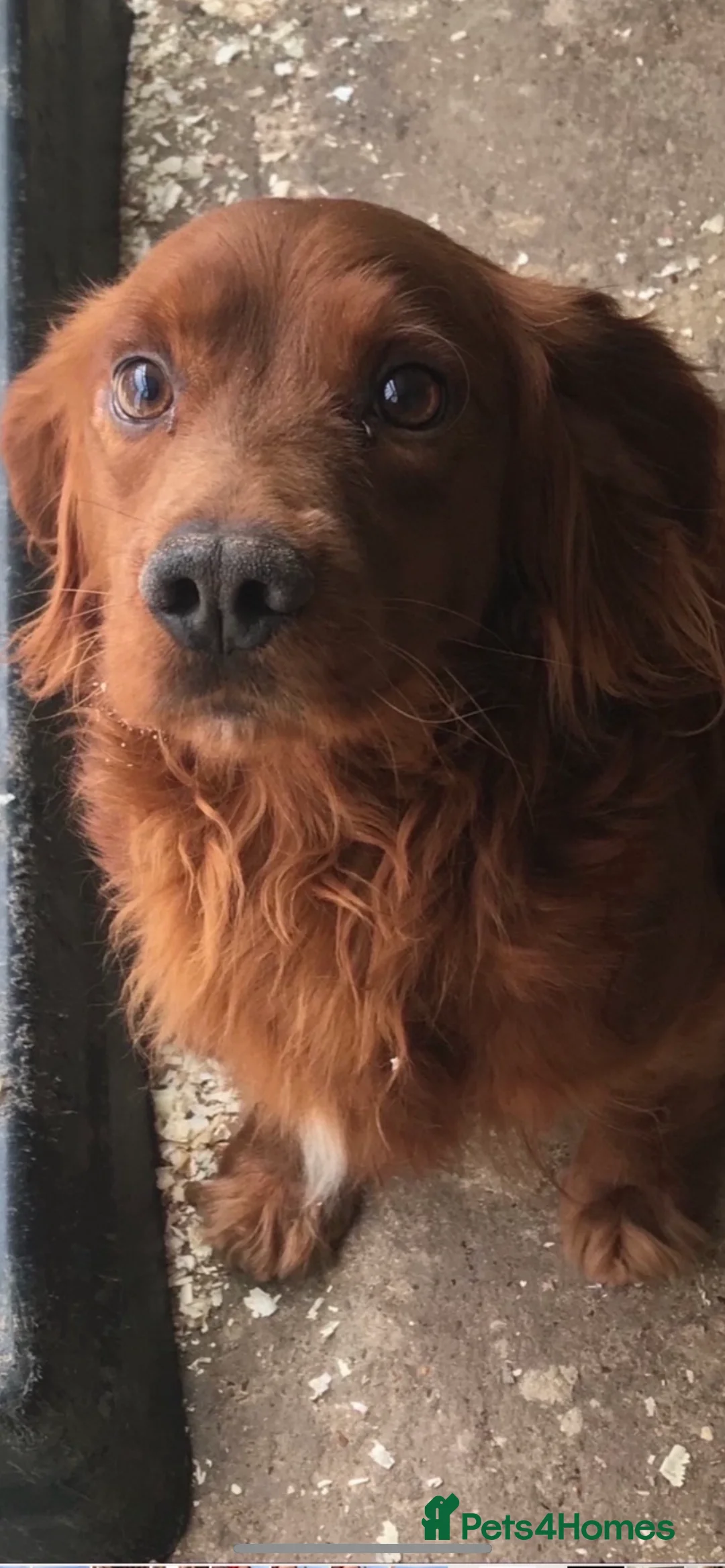 Cocker Spaniel dogs for sale: COCKER SPANIEL PUPS - Advert 5