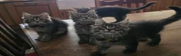 Maine Coon cats for sale: Big Strong Maine Coon Kittens - Advert 5