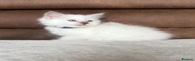 Pippa