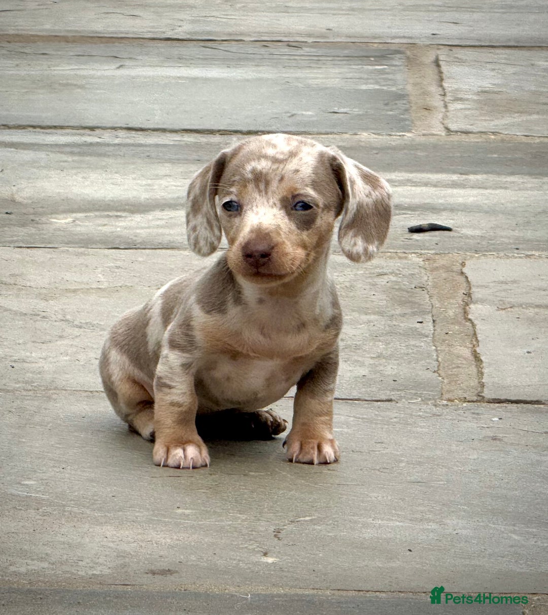 Miniature Dachshund dogs for sale: Beautiful litter of miniature dachshund puppies  - Image 22