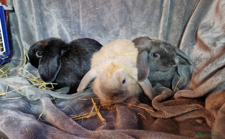 Mini Lop rabbits - Advert 8
