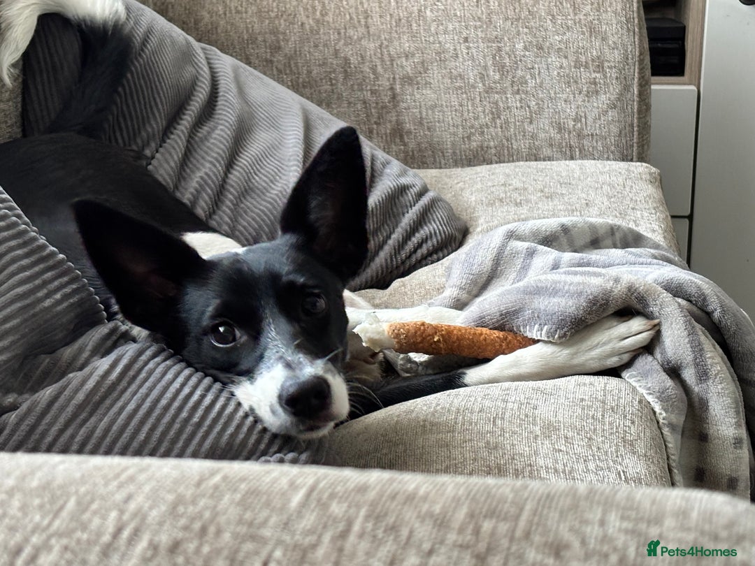 Mixed Breed dogs for sale: Poppy  - Advert 17