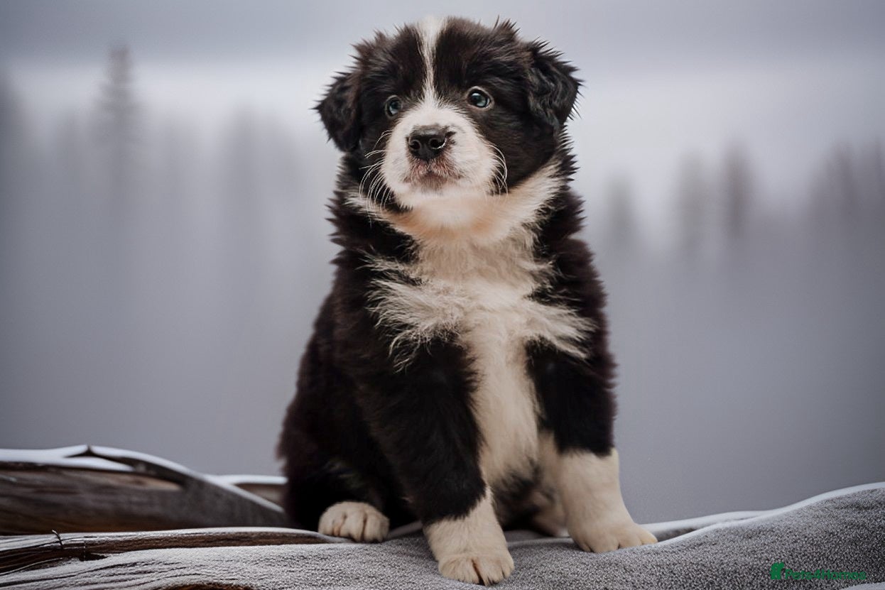 Border Collie dogs ❗️5⭐️ KC DNA tested champions LAST❗️border collie  - Advert 9