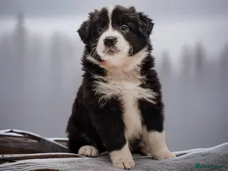 Border Collie dogs ❗️5⭐️ KC DNA tested champions LAST❗️border collie - Advert 9