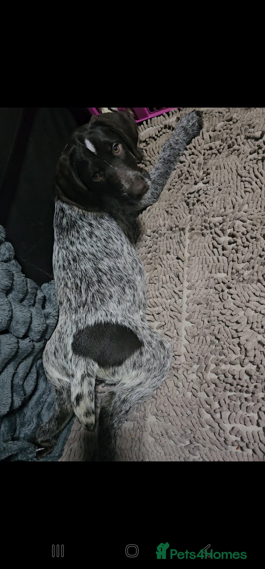 German Wirehaired Pointer dogs for sale: Female German Wirehaired pointer pup - Advert 3