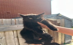 Mixed Breed cats for sale: Fluffy black cute boy  - Image 2