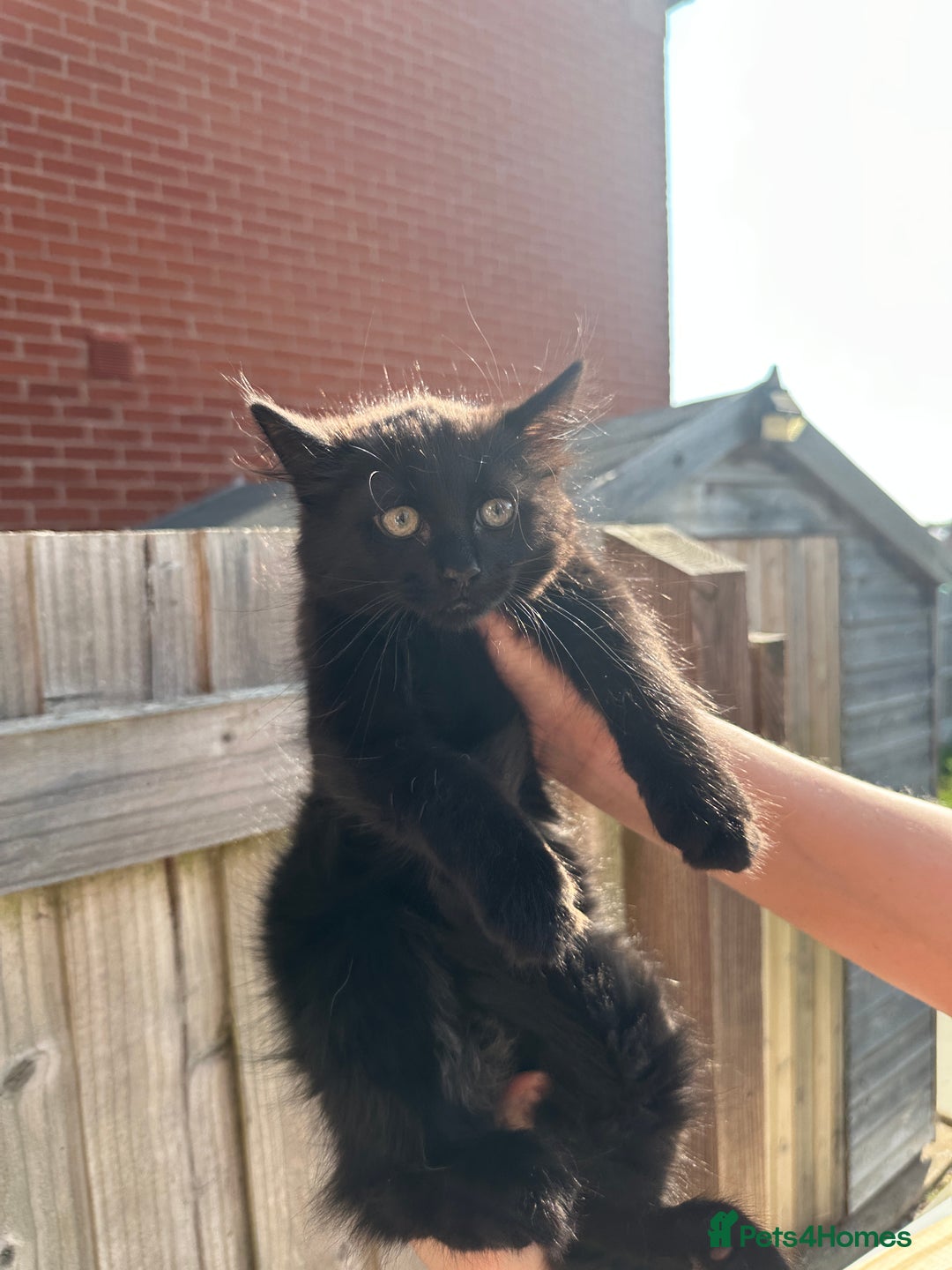 Mixed Breed cats for sale: Fluffy black cute boy  - Image 2