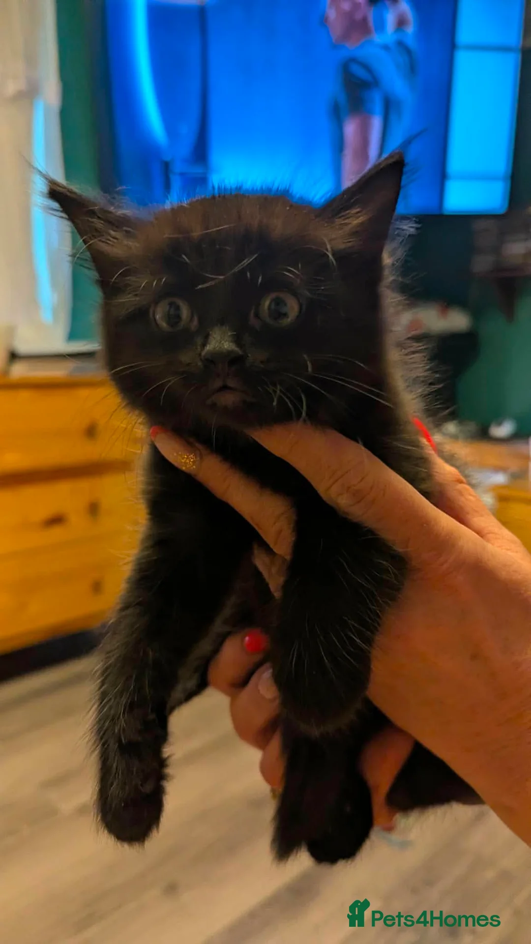 Mixed Breed cats for sale: Beautiful kittens  in Leeds - Advert 1