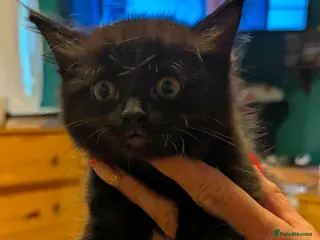 Mixed Breed cats Beautiful kittens - Advert 1