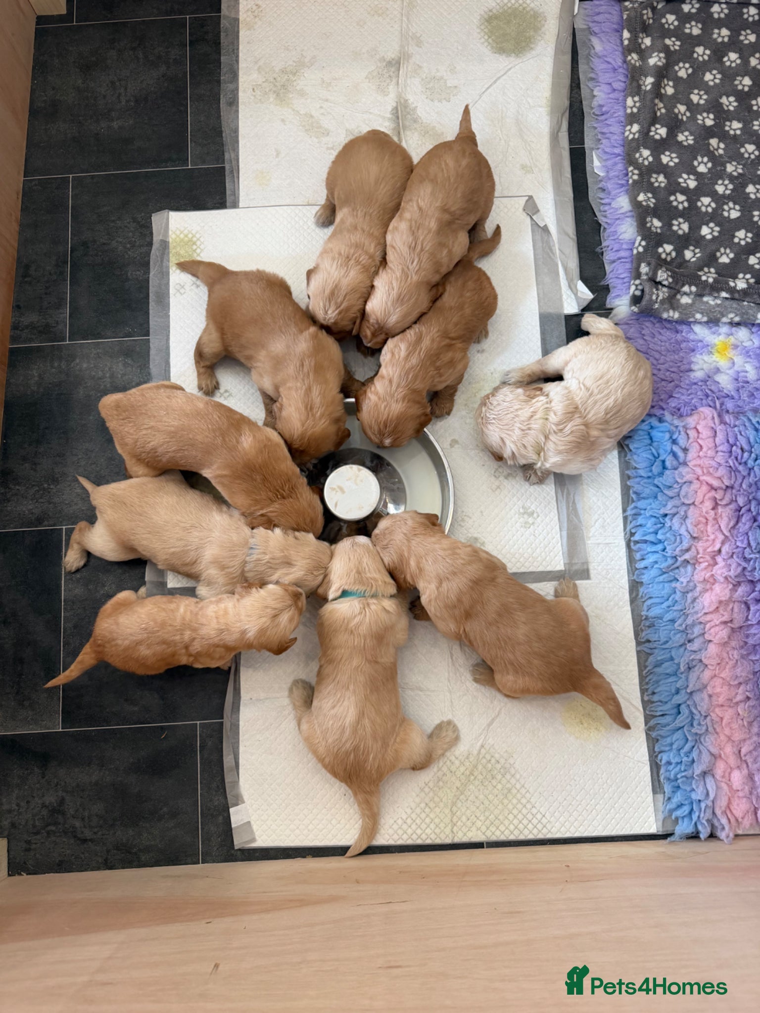 Goldendoodle dogs Goldendoodle Puppies  - Advert 5