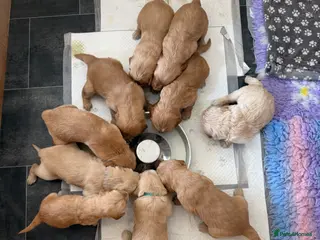Goldendoodle dogs Goldendoodle Puppies - Advert 5