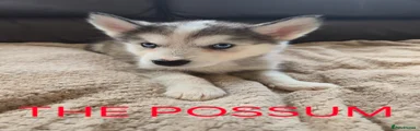 The Possum