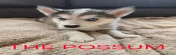 Utonagan dogs for sale: BEAUTIFUL MALAMUTE X SIBERIAN HUSKY PUPPIES - Advert 8