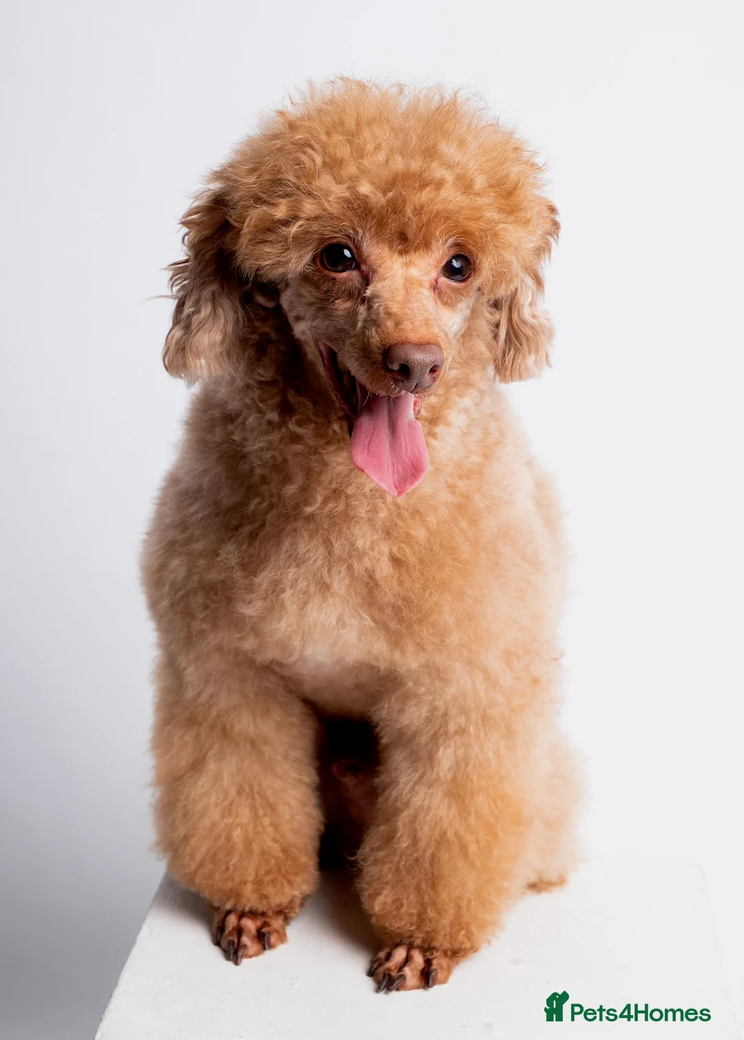 Toy Poodle dogs for stud: RED KC REG EXTENSIVELY HEALTH TESTED POODLE STUD in Hoddesdon - Advert 8