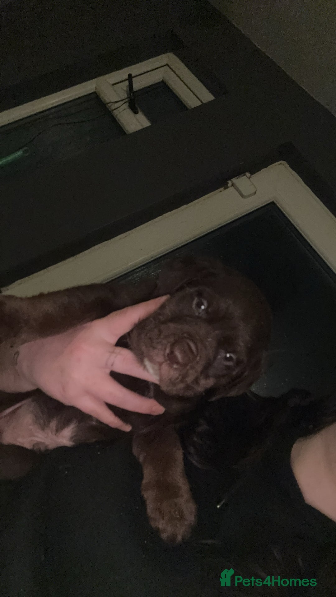 Mixed Breed dogs for sale: Mixed Breed puppies  - Advert 15