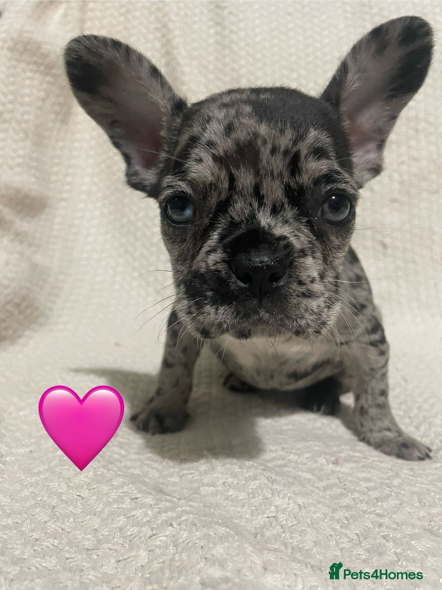 French Bulldog dogs French bulldog puppies - Advert 1