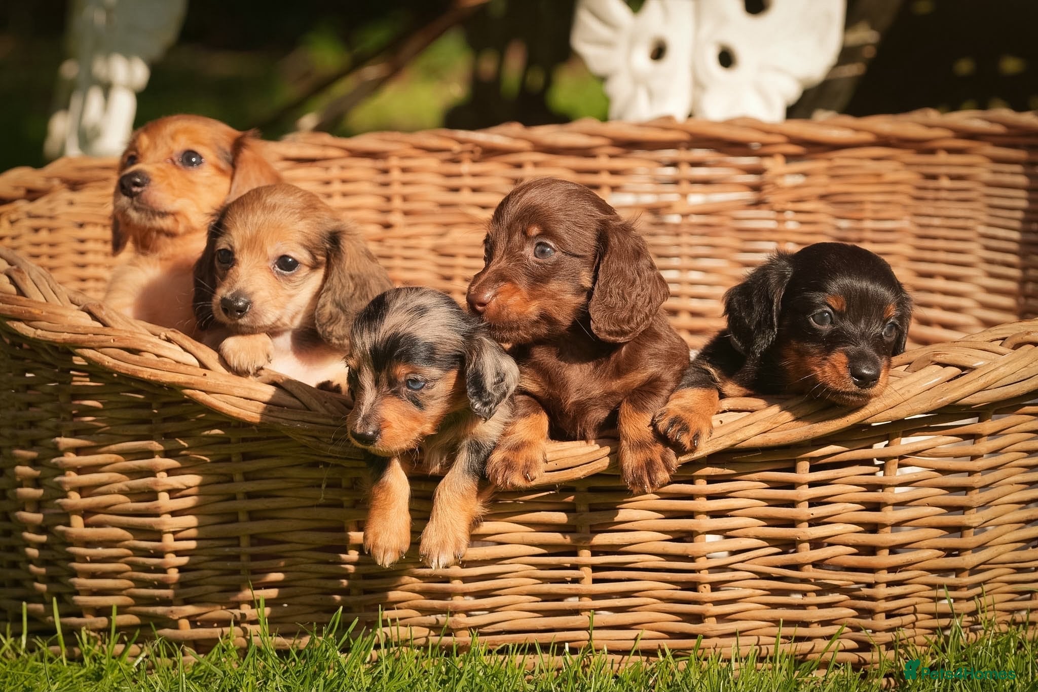 Miniature Dachshund dogs KC registered long haired miniature dachshunds  - Advert 1