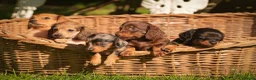 Miniature Dachshund dogs for sale: KC registered long haired miniature dachshunds  - Advert 1