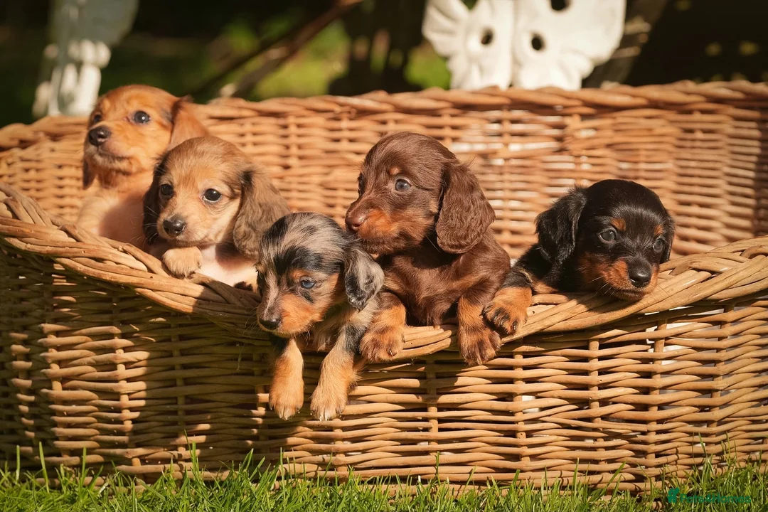 Miniature Dachshund dogs for sale: KC registered long haired miniature dachshunds  - Advert 1