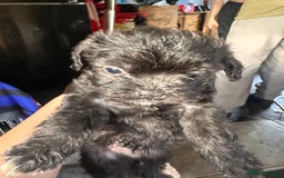 Mixed Breed dogs for sale: 6 fluffy frenchie cross puppies - Image 8