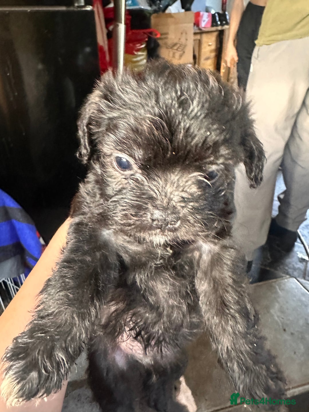 Mixed Breed dogs for sale: 6 fluffy frenchie cross puppies - Image 8