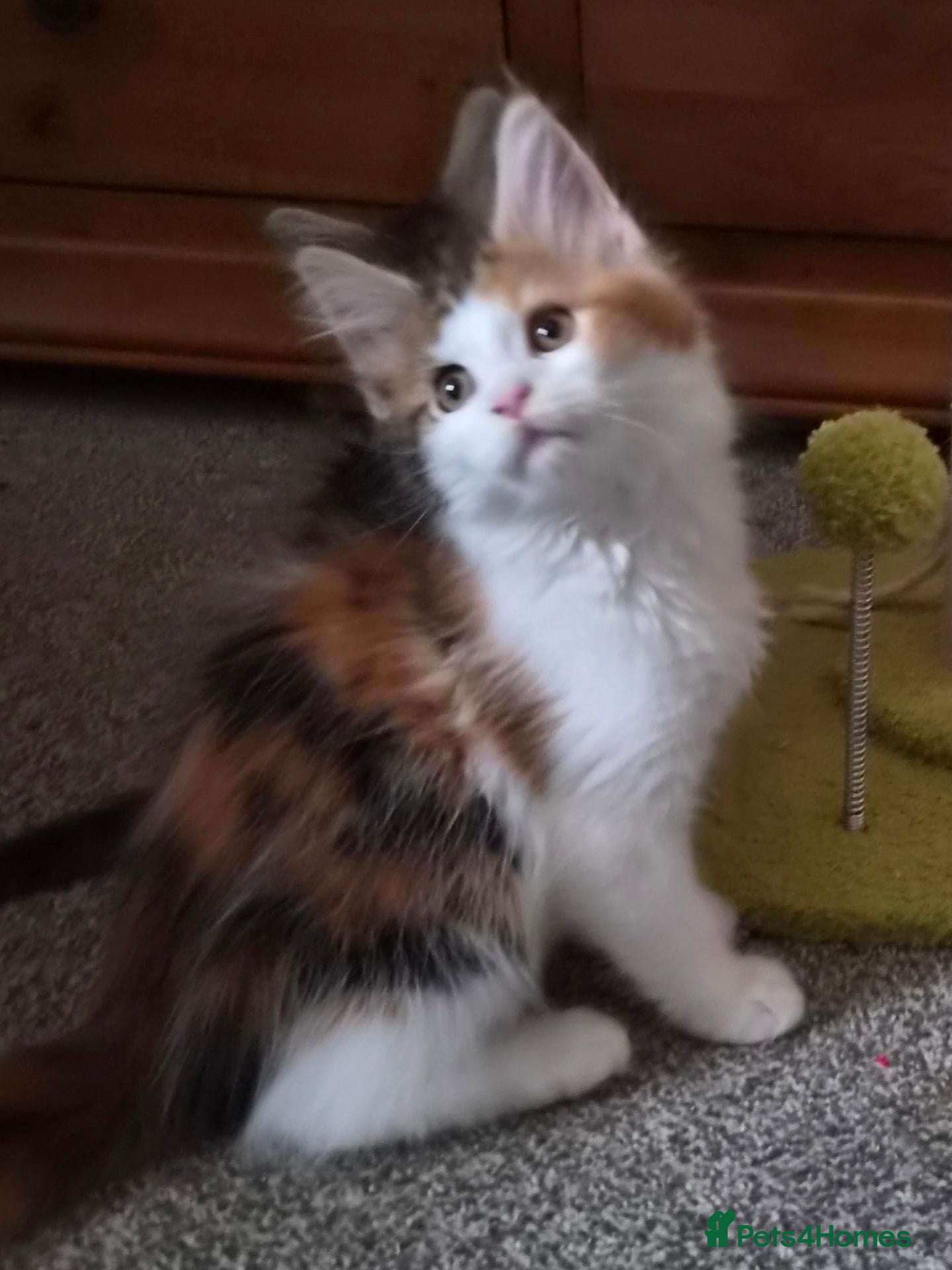 Maine Coon cats Beautiful Mainecoon kittens  - Advert 12