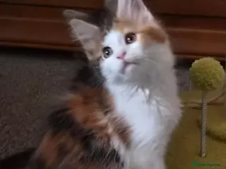 Maine Coon cats Beautiful Mainecoon kittens - Advert 12