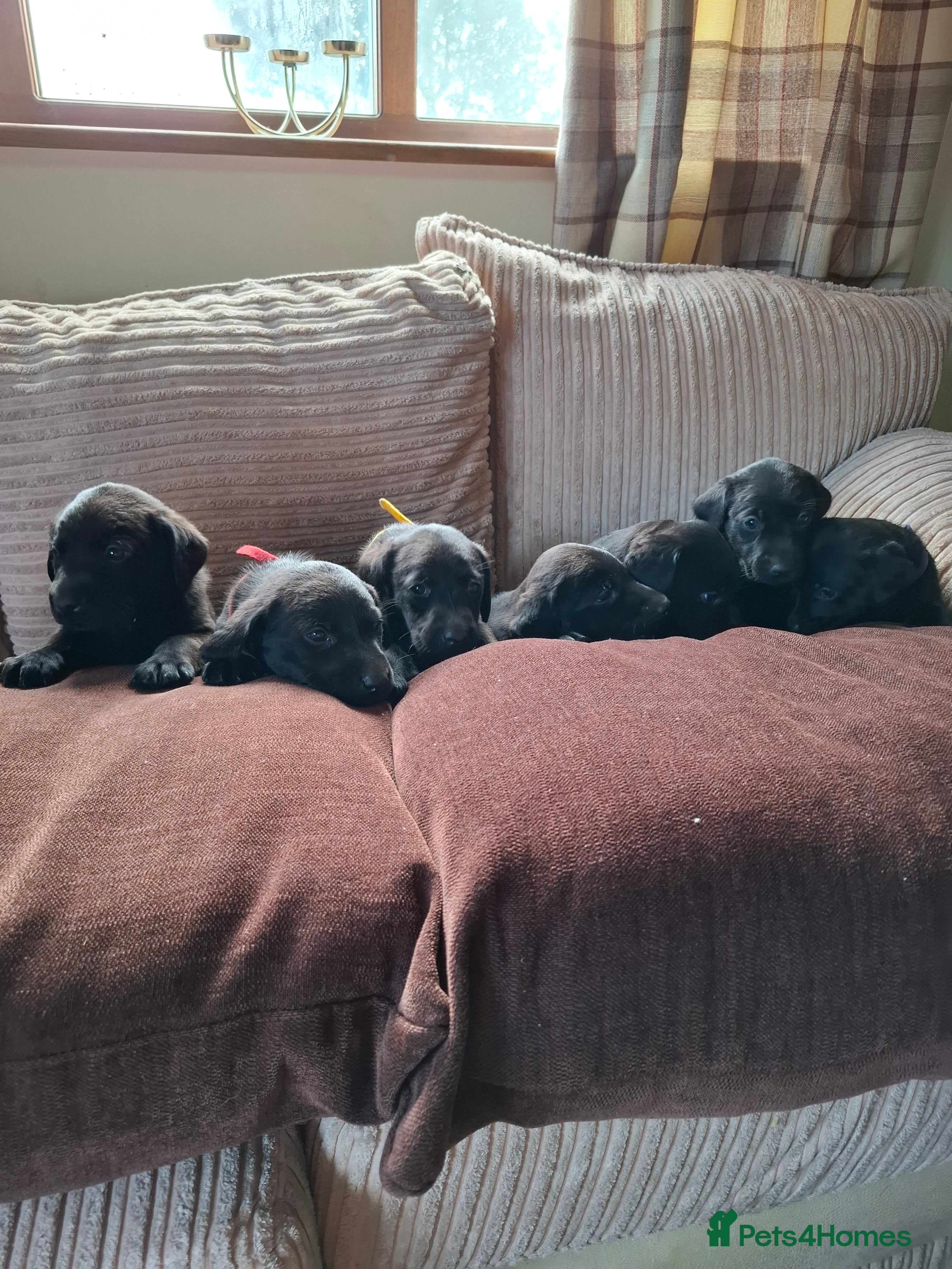 Labrador Retriever dogs LABRADOR PUPPIES FOR SALE  - Advert 4
