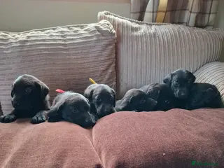 Labrador Retriever dogs LABRADOR PUPPIES FOR SALE - Advert 4