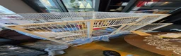 Cockatiels birds for sale: Female black and white Cockatiel for sale in London - Advert 6