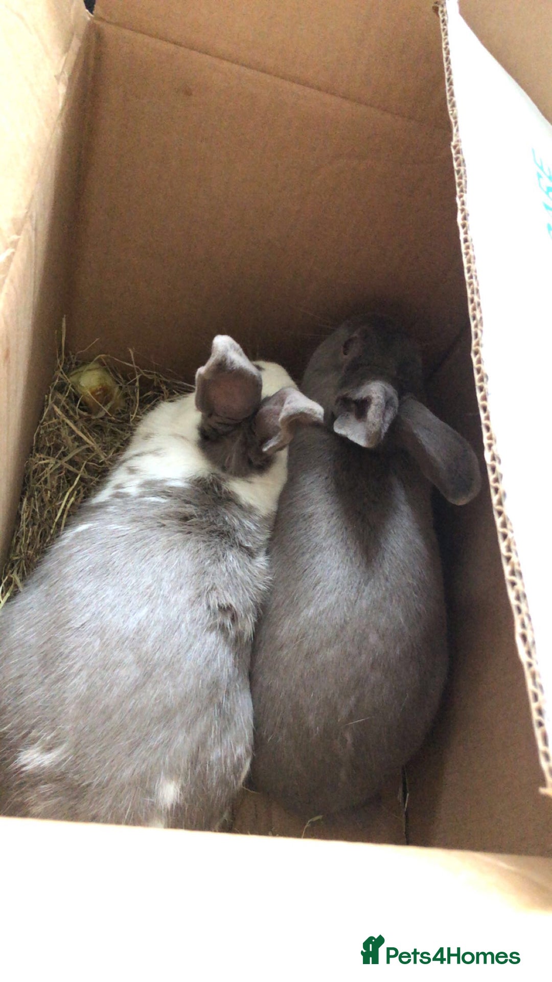 Dutch rabbits for sale: Beautiful Dutch/ Rex female white and gray only - Advert 3