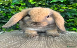 Mini Lop rabbits for sale: BEAUTIFUL BABY MINI LOP BUNNIES  - Image 3