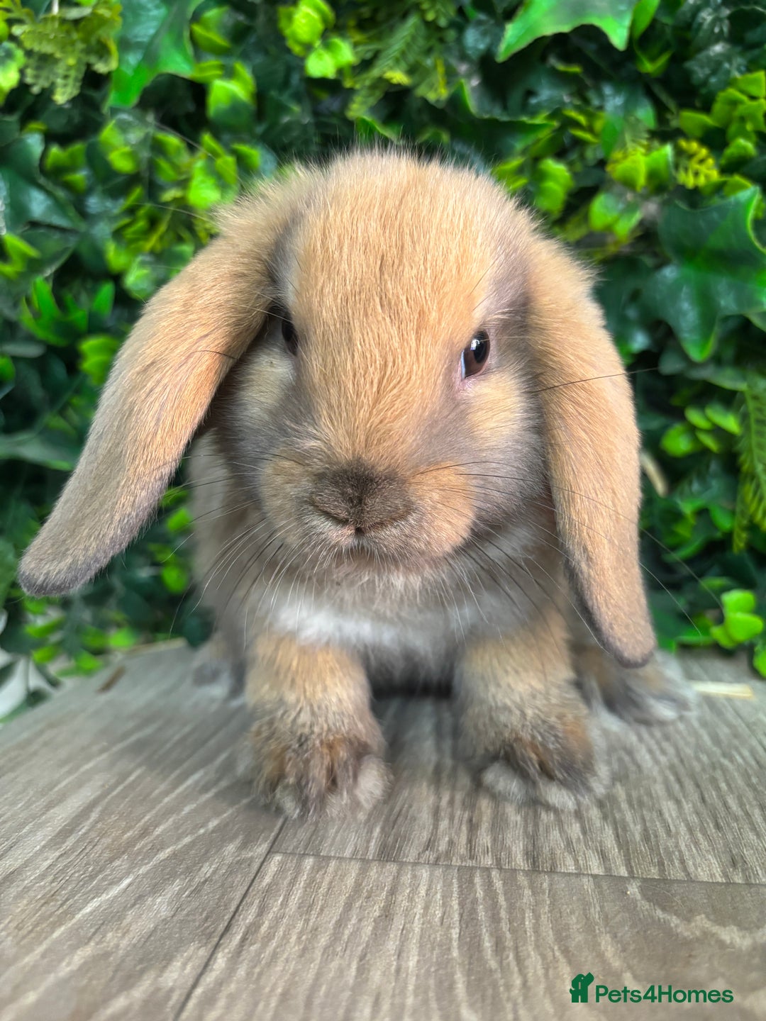 Mini Lop rabbits for sale: BEAUTIFUL BABY MINI LOP BUNNIES  - Image 3