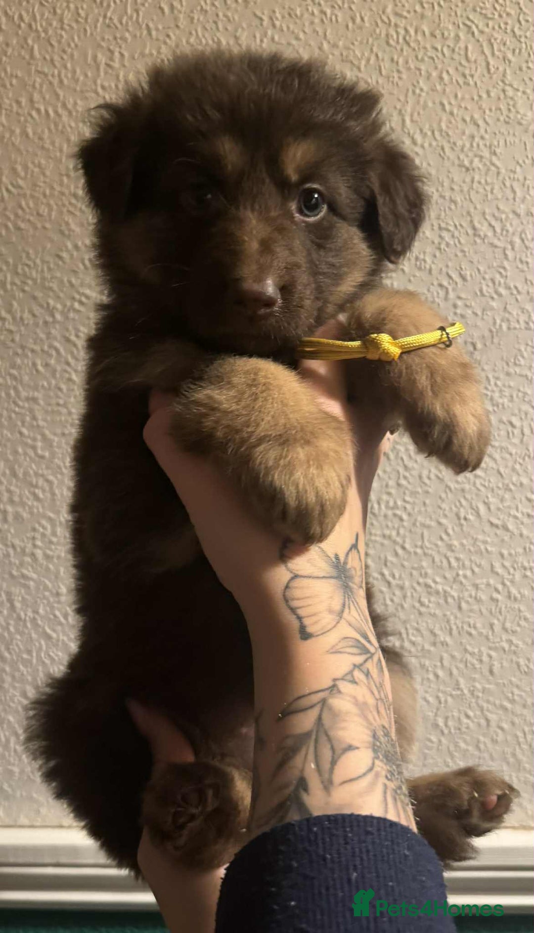 German Shepherd dogs for sale: Beautiful straight back German Shepherds  - Image 24