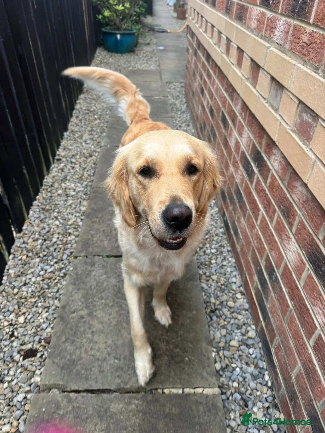 Golden Retriever dogs for sale: Golden Retriever puppies- 3 weeks old - Advert 10