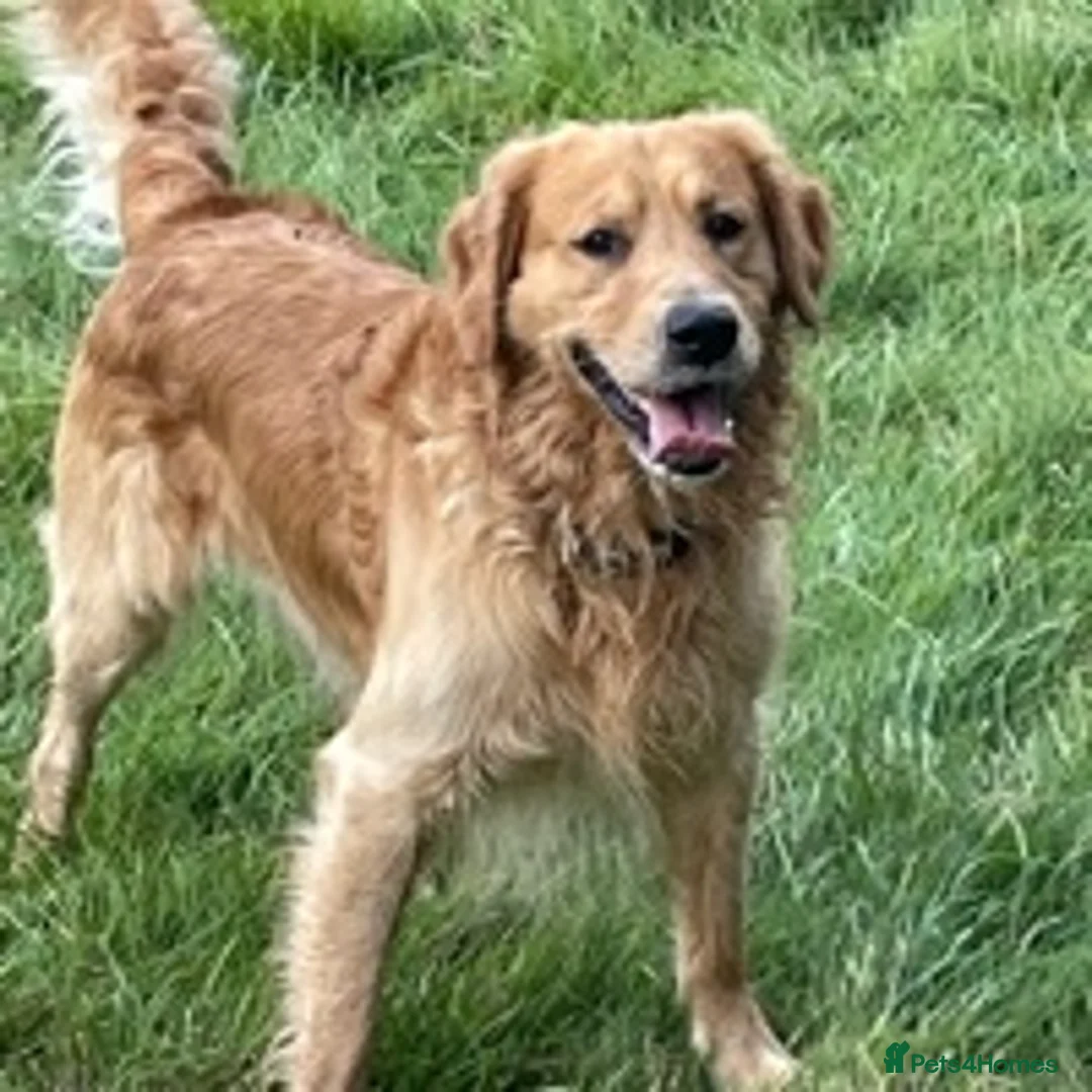 Golden Retriever dogs for stud: stunning dark golden stud in Bury Saint Edmunds - Advert 10