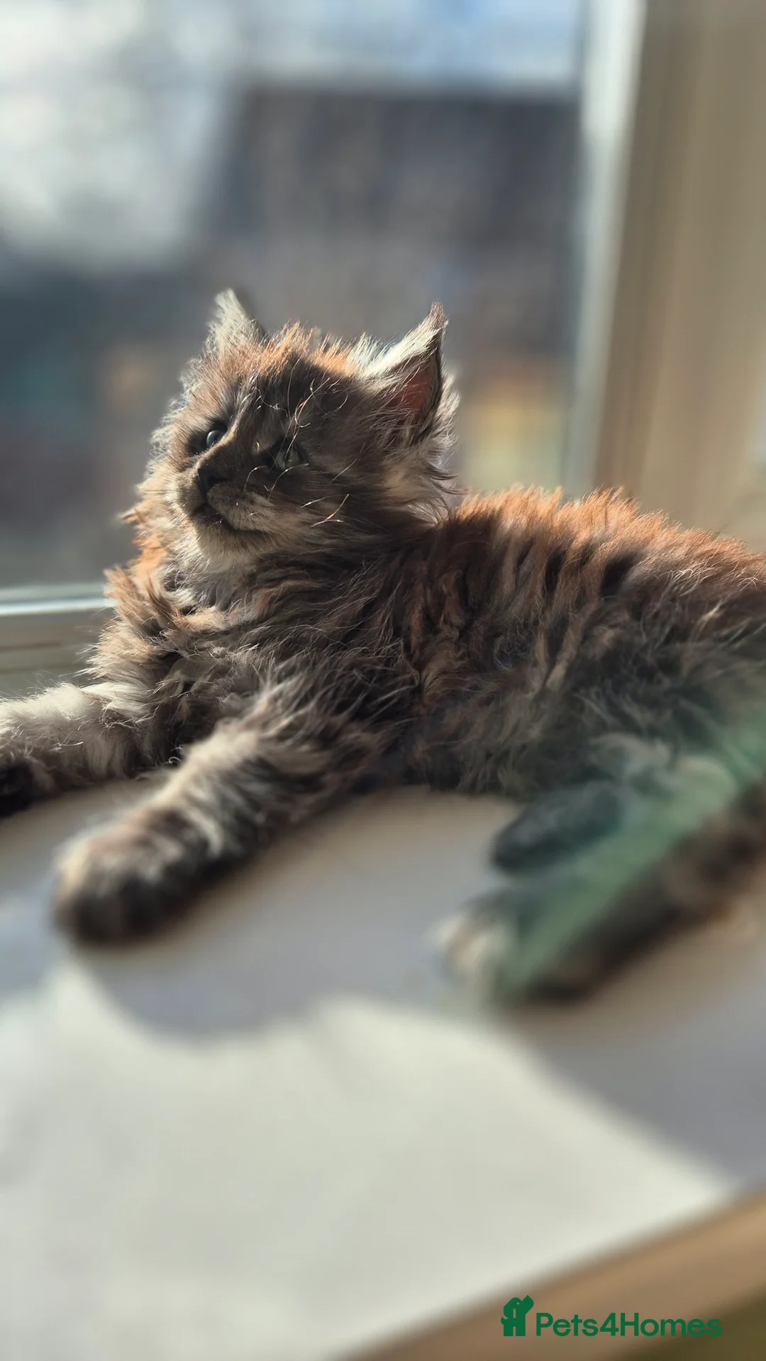 Maine Coon cats for sale: Maine Coon Kittens | TICA Parents | Health Tested - Advert 13