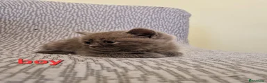 British Shorthair 3