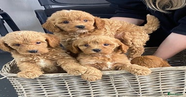 Cavapoo dogs - Advert 11