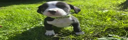 Mixed Breed dogs for sale: 🐾 Stunning Dalmatian × Boxer Puppies 🐾 in Leek - Advert 2