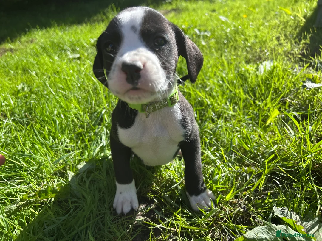 Mixed Breed dogs for sale: 🐾 Stunning Dalmatian × Boxer Puppies 🐾 in Leek - Advert 2