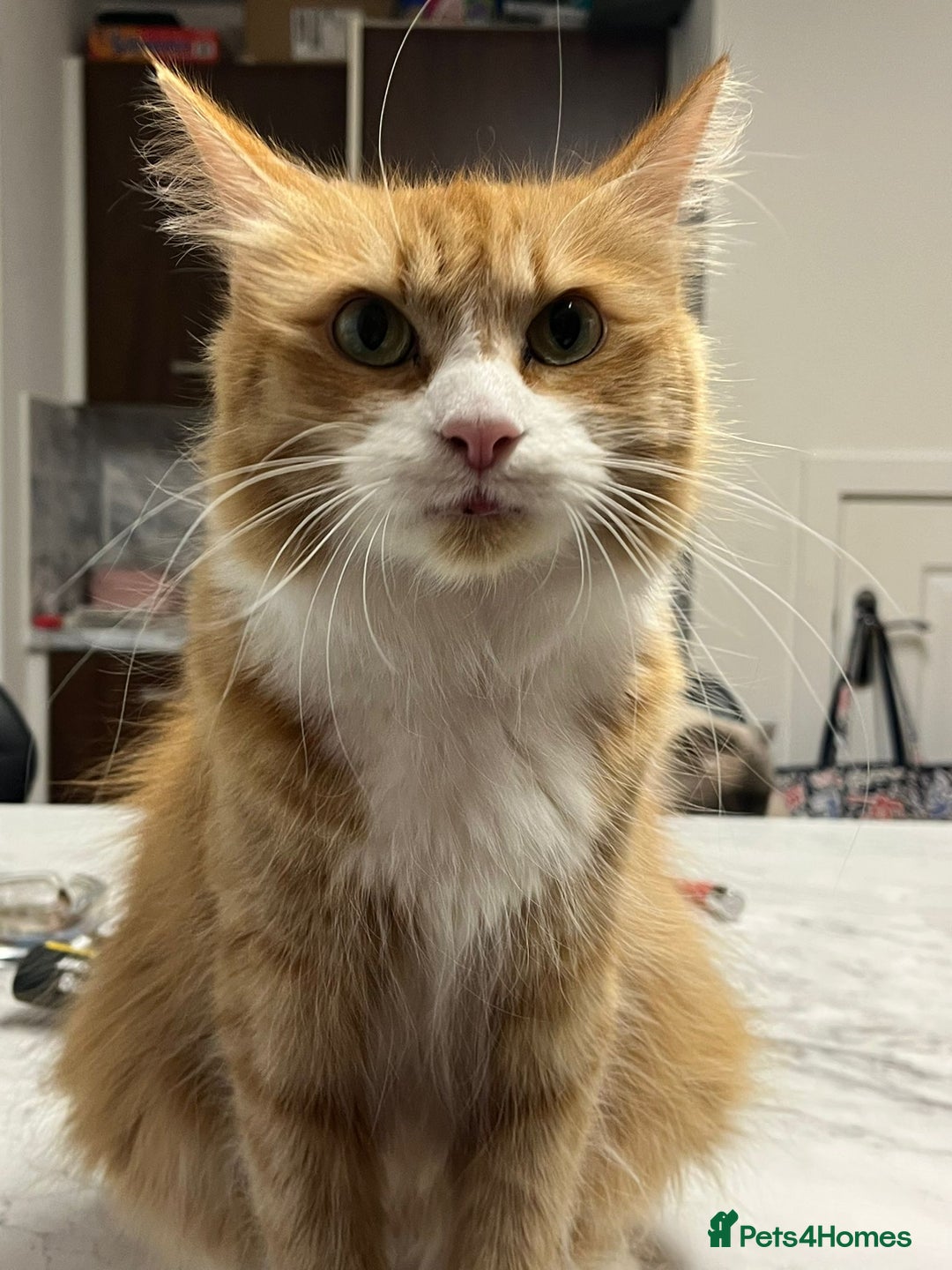 Mixed Breed cats for sale: Mix maine coon and ragdoll  - Advert 2