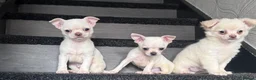 Chihuahua dogs for sale: Amazing puppys in hull - Advert 8