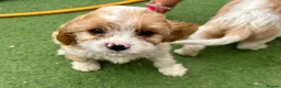 Cavapoo dogs for sale: Beautiful Cavapoo Puppies  - Advert 10