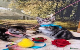 British Shorthair cats for sale: British Shorthair Tabby  - Image 14