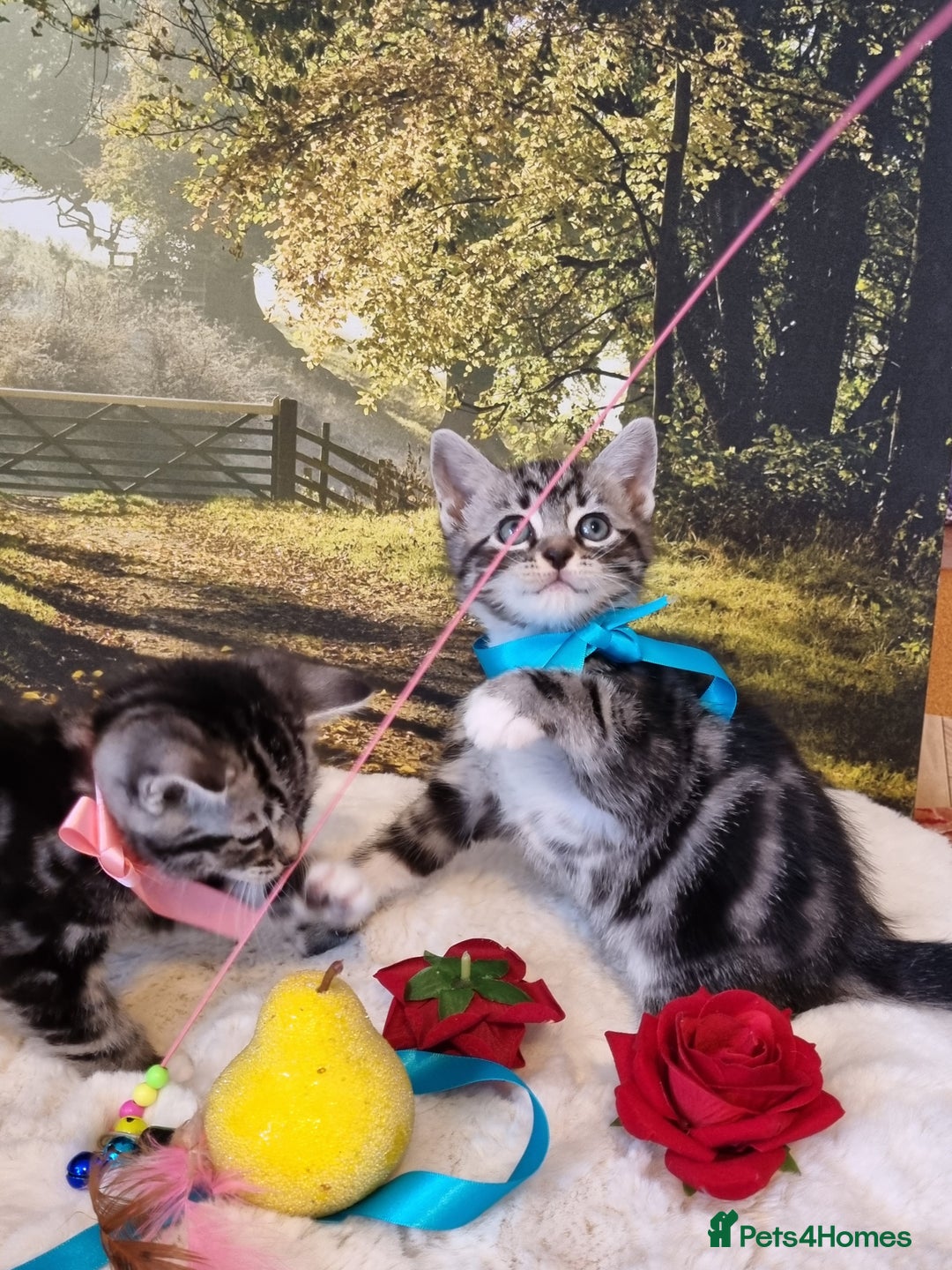 British Shorthair cats for sale: British Shorthair Tabby  - Image 14