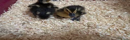 Ducks poultry for sale: Mallard Ducklings - Advert 3