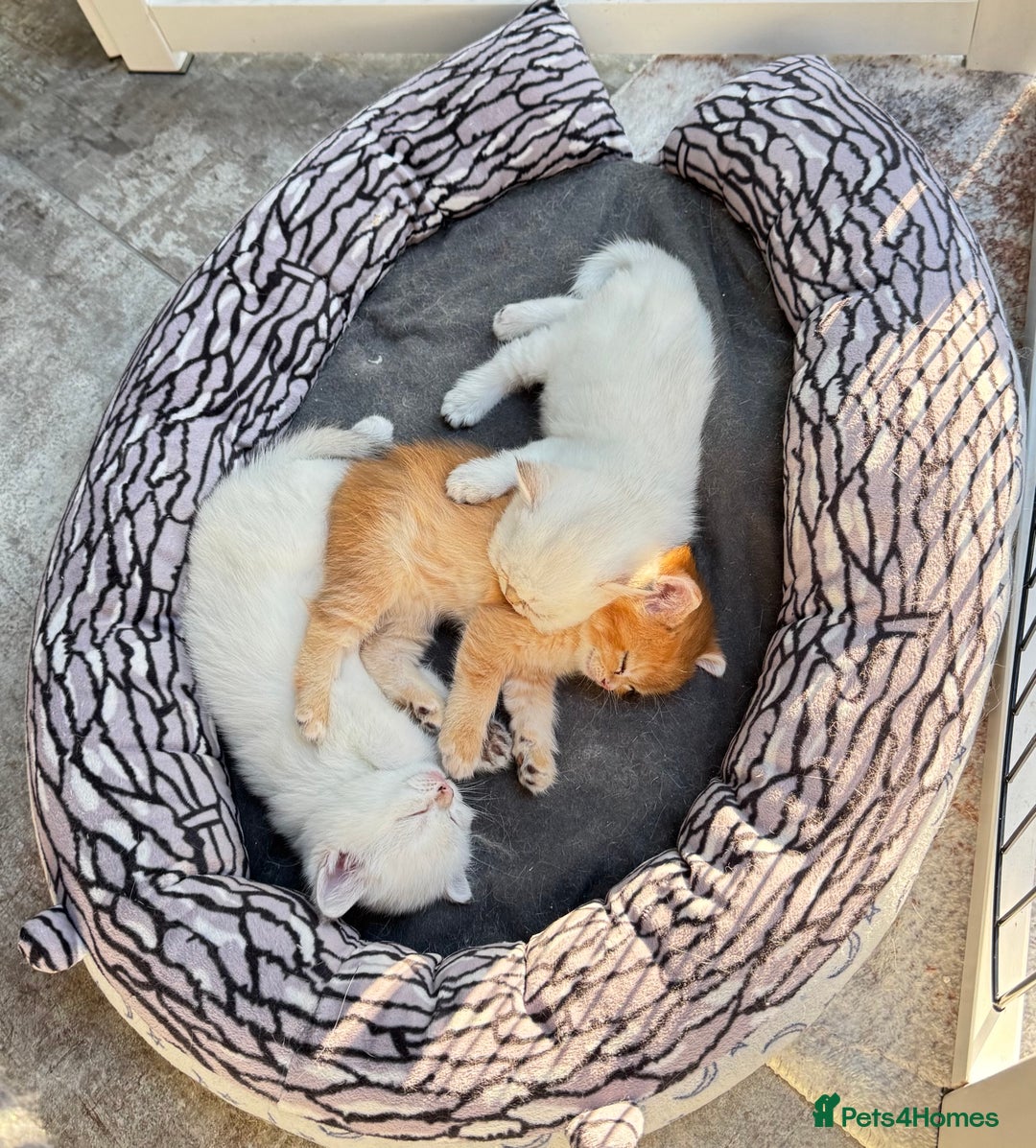 British Shorthair cats for sale: ✨🐾 Golden White BSH 🐾✨ - Advert 1